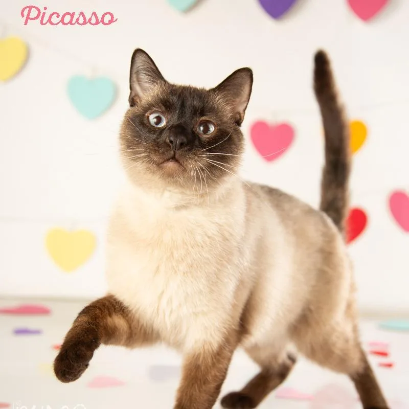 Picasso thumbnail 3