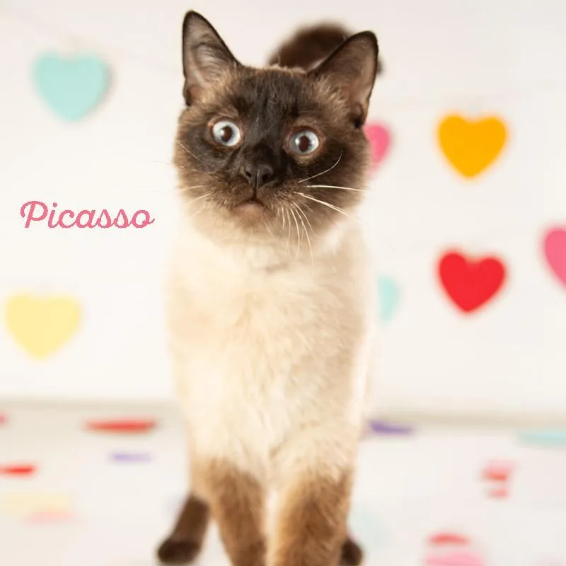 Picasso thumbnail 5