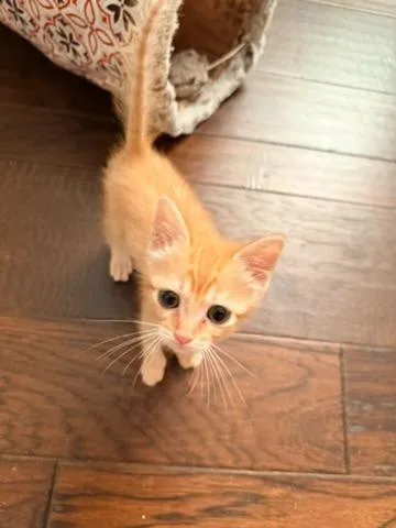 A baby medium-sized male Tabby cat named Rolo for adoption in San Antonio, TX
