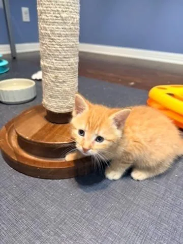 Rolo thumbnail 2