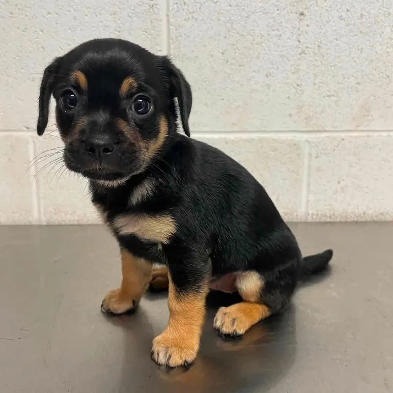 A baby small-sized female Black Chihuahua dog named Truffle C for adoption in Allen, TX