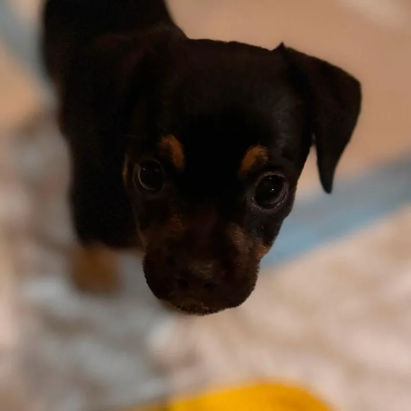 Truffle C thumbnail 4