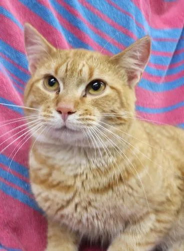 An adult medium-sized male Orange / Red Domestic Short Hair cat named Ned for adoption in Thief River Falls, MN
