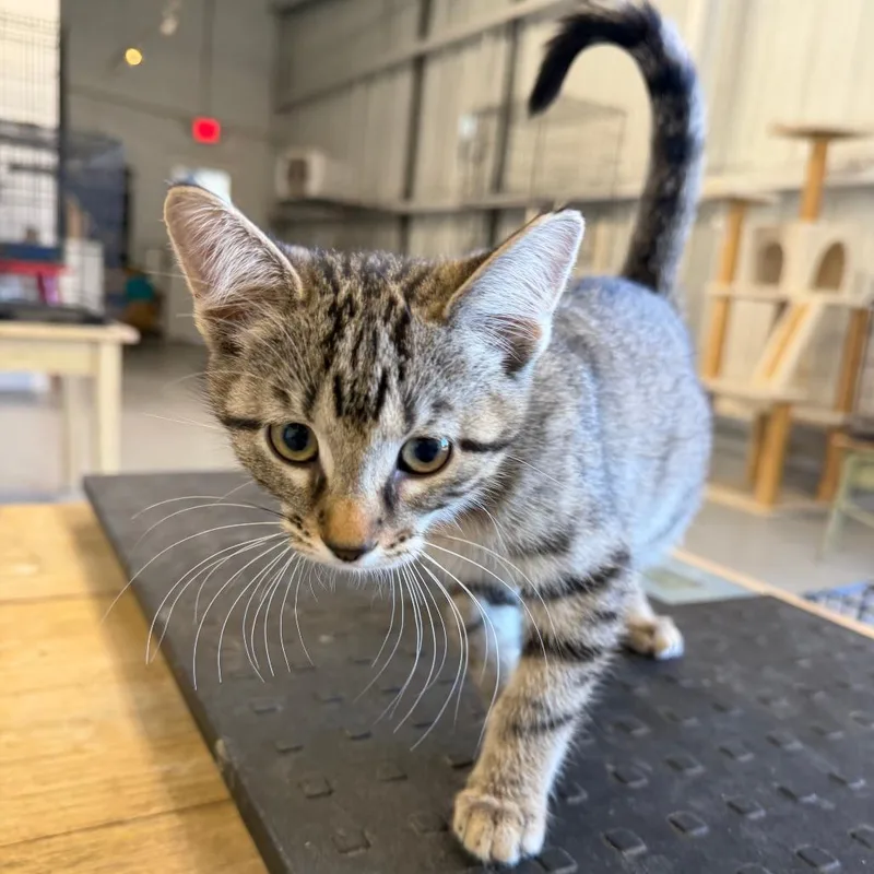 A baby small-sized female Domestic Long Hair cat named Paisley for adoption in Clarksdale, MS