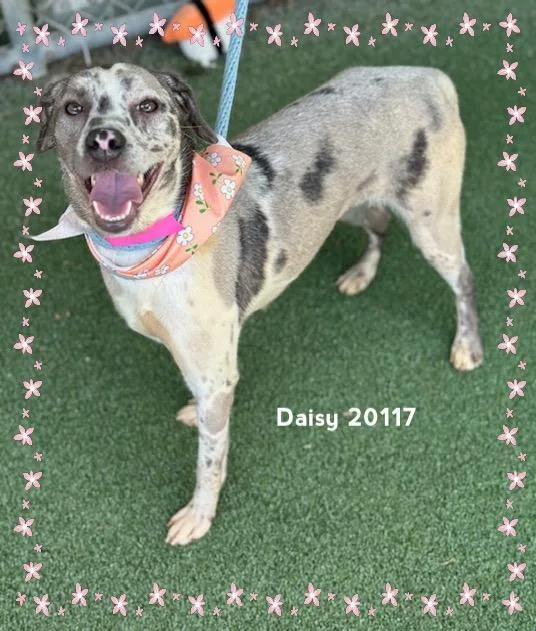 An adult small-sized female Merle (Blue) Hound dog named Daisy for adoption in Marietta, GA