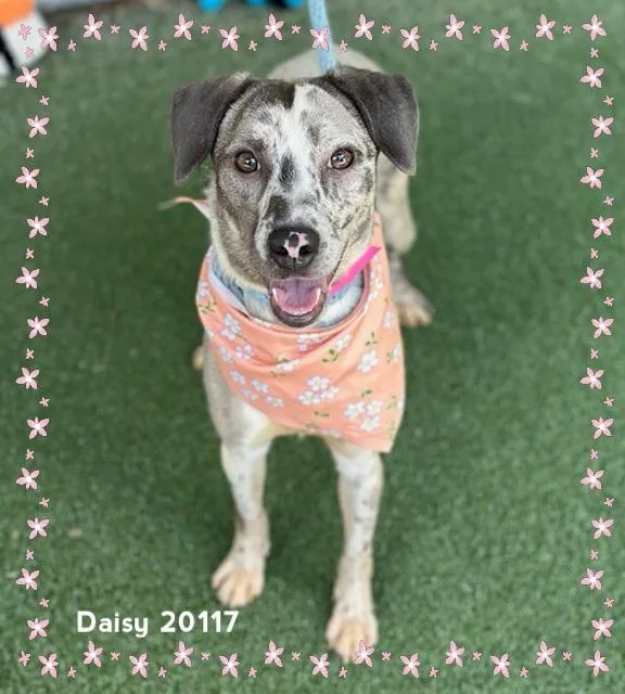 Daisy thumbnail 2