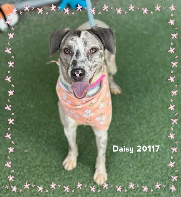 Daisy thumbnail 3