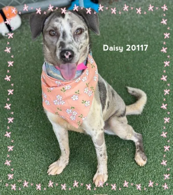 Daisy thumbnail 4