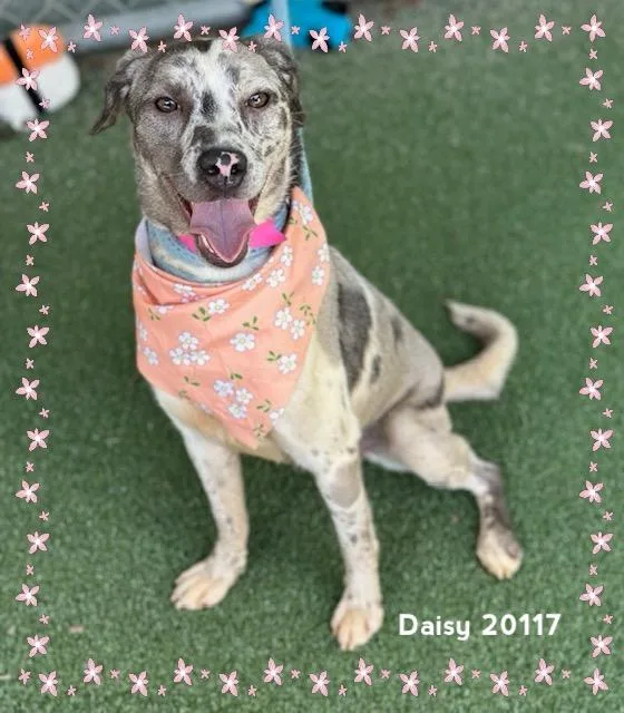 Daisy thumbnail 5