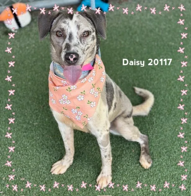 Daisy thumbnail 6