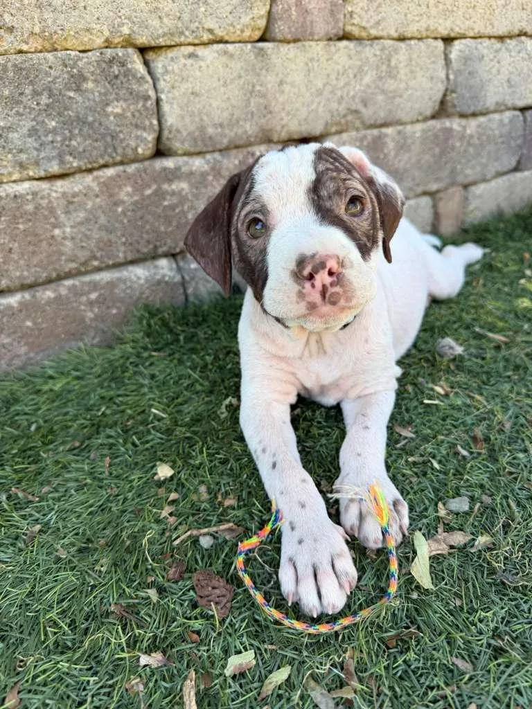A baby small-sized female English Bulldog dog named Cannoli for adoption in Discovery Bay, CA