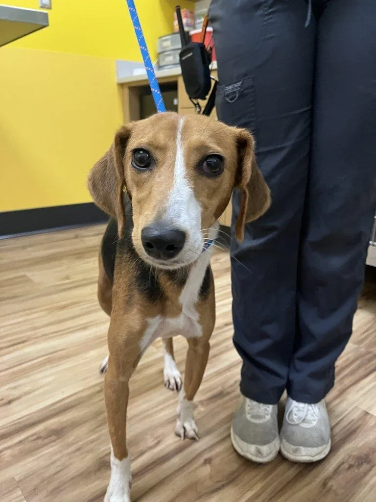 A young medium-sized female Tricolor (Brown, Black, & White) Mixed Breed dog named Darcy for adoption in Raleigh, NC
