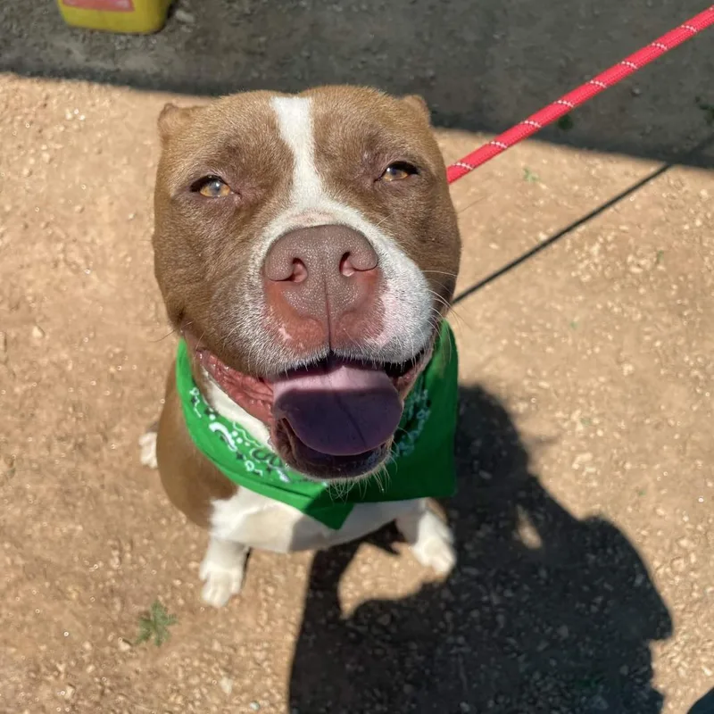 An adult medium-sized female Brown / Chocolate American Staffordshire Terrier dog named Pinto for adoption in Greenville, SC
