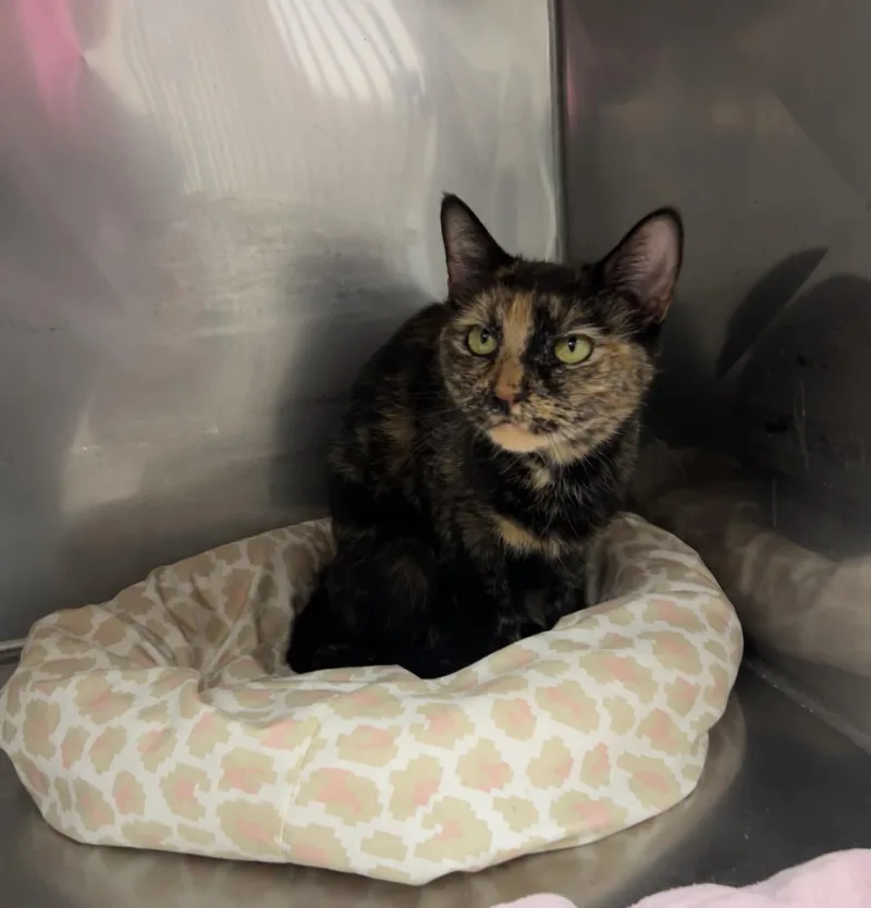 Troop Leader thumbnail 2