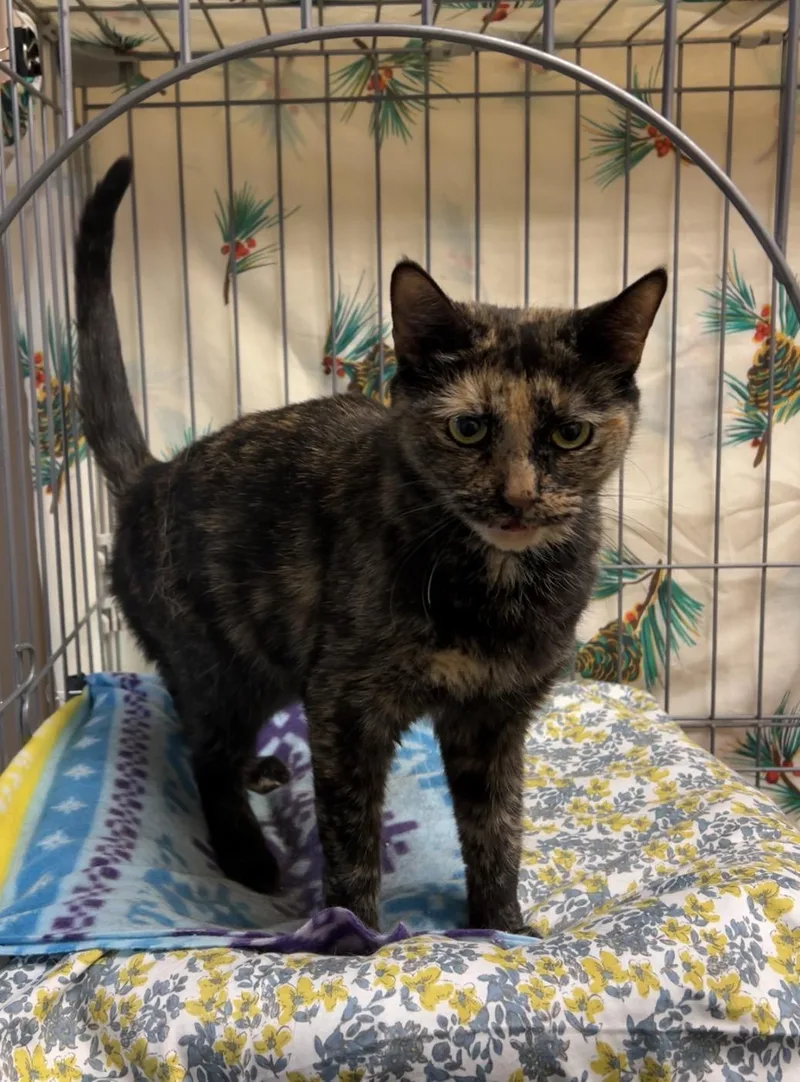 Troop Leader thumbnail 4