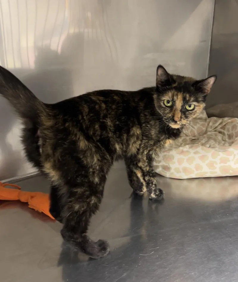 Troop Leader thumbnail 5