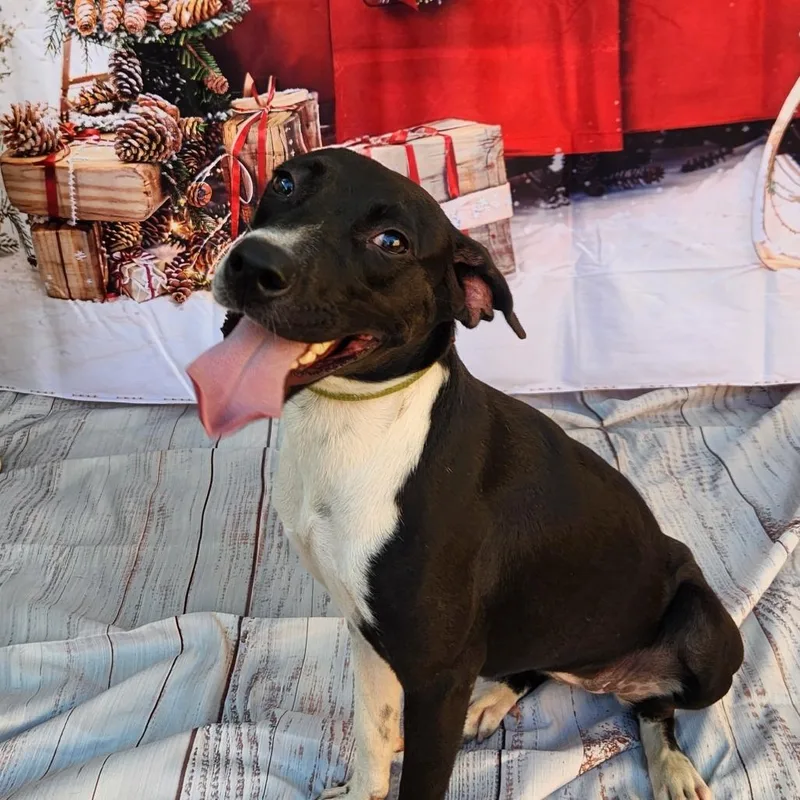 Shelly Jum thumbnail 2