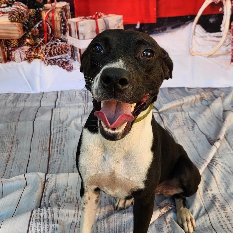 Shelly Jum thumbnail 3