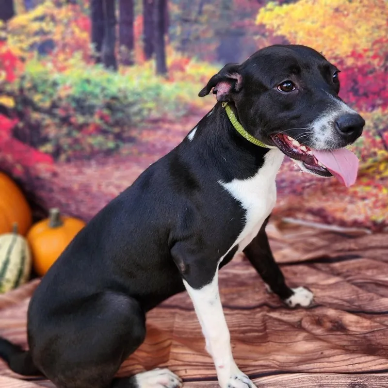 Shelly Jum thumbnail 4