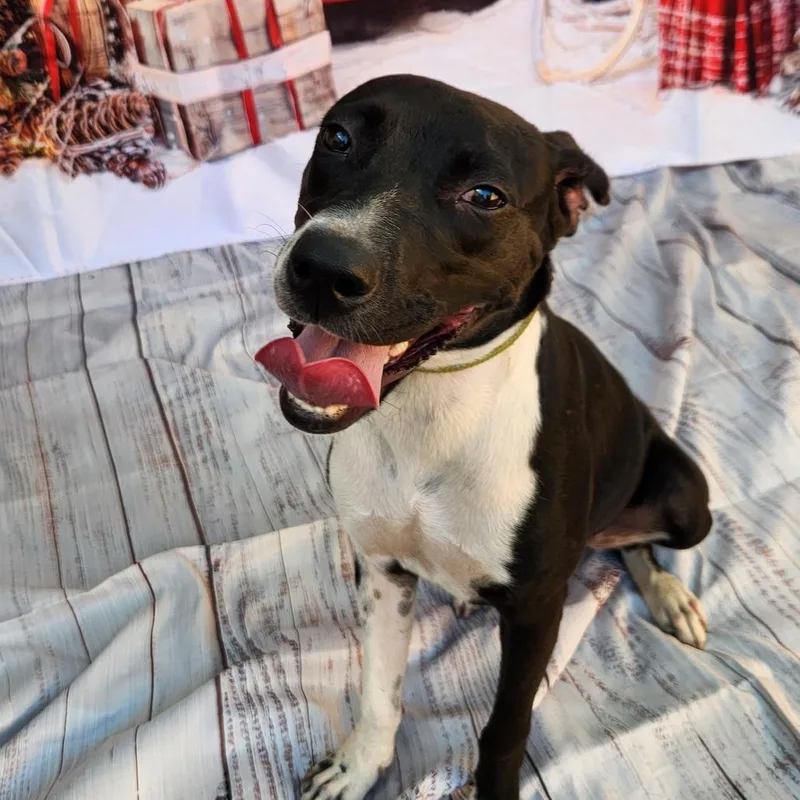 Shelly Jum thumbnail 5