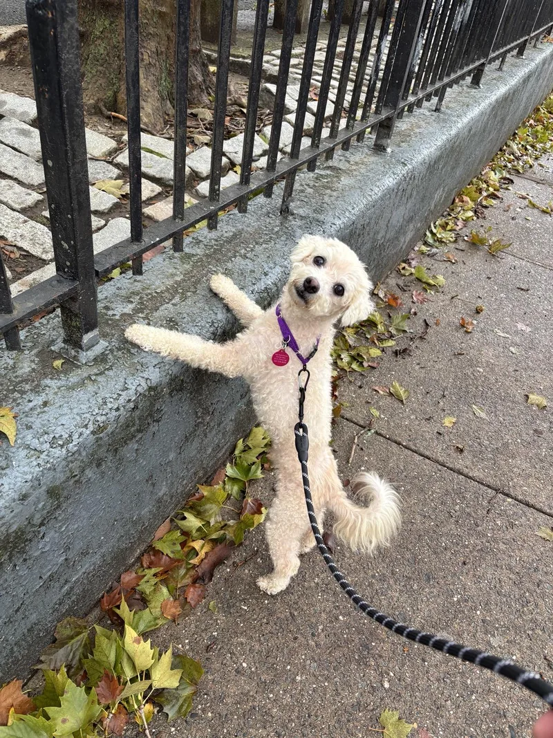 A senior small-sized male Miniature Poodle dog named Wilfred for adoption in Brooklyn, NY