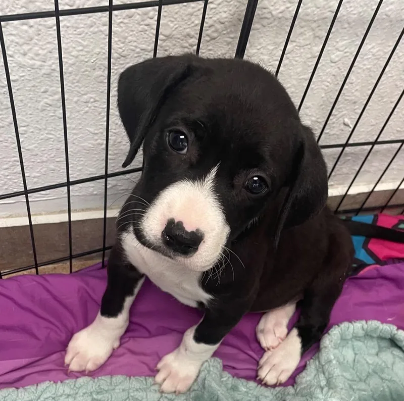 A young small-sized female Pit Bull Terrier dog named Lyra for adoption in Batesville, AR