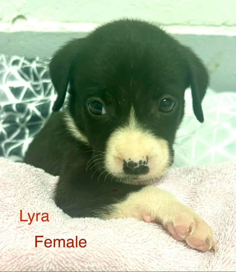 Lyra thumbnail 2