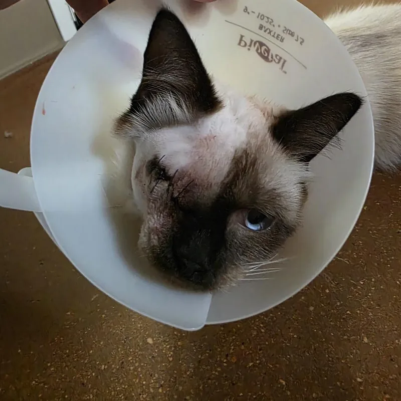 A young medium-sized male White Siamese cat named Cylas for adoption in Santa Barbara, CA