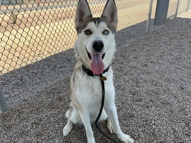 An adult large-sized female Husky dog named Pawdrey Hepburn for adoption in Mesa, AZ