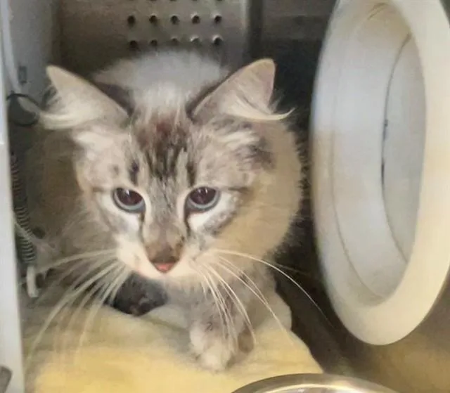 A young medium-sized female Domestic Medium Hair cat named Hellman for adoption in Rancho Cucamonga, CA