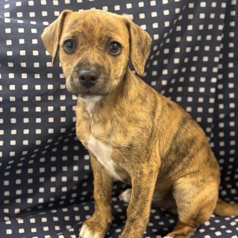A baby small-sized male Brindle Mixed Breed dog named Zack for adoption in Columbus, NC