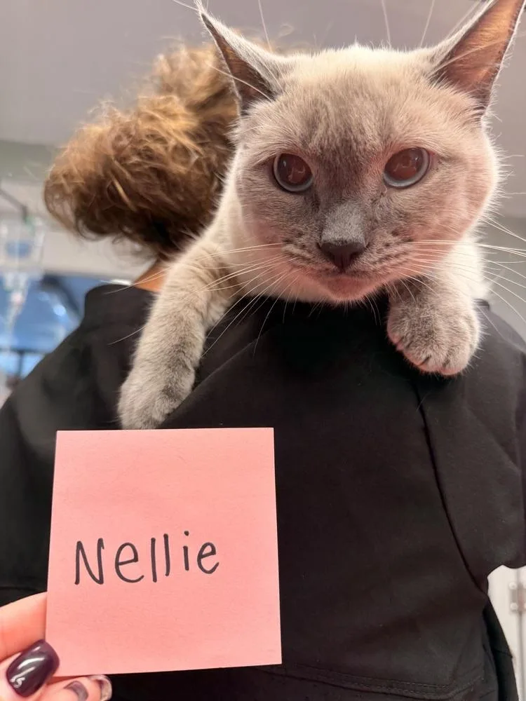 Nellie