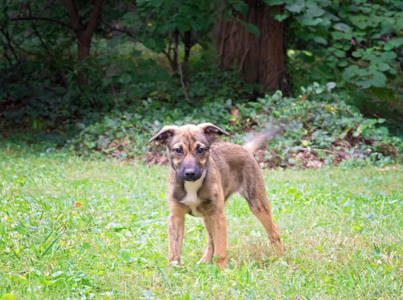 A baby medium-sized female Brindle Shepherd dog named Anne Boleyn for adoption in Salisbury, MD