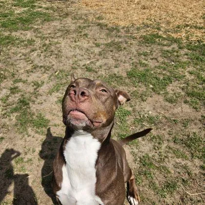 An adult medium-sized male Brown / Chocolate Mixed Breed dog named Prince for adoption in Mishawaka, IN