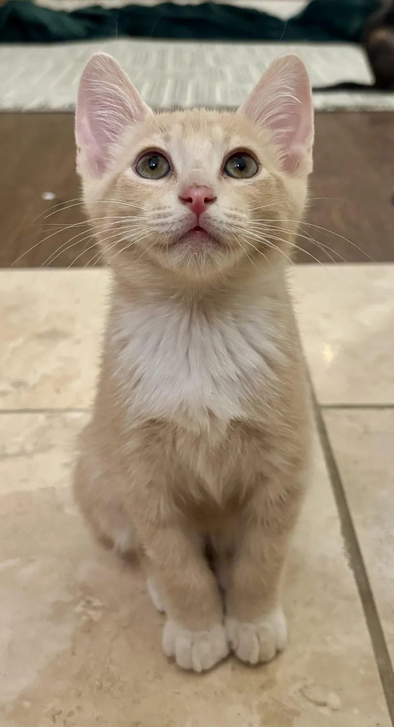 A baby medium-sized male Orange / Red Domestic Short Hair cat named Finn for adoption in Phoenix, AZ