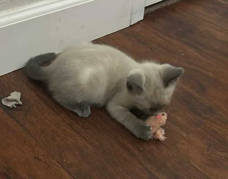 A baby small-sized female Buff / Tan / Fawn Domestic Medium Hair cat named Lovie Johnson for adoption in Chandler, AZ