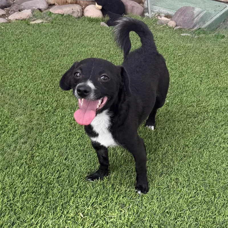 A young small-sized male Black Chihuahua dog named Samuel for adoption in Las Vegas, NV