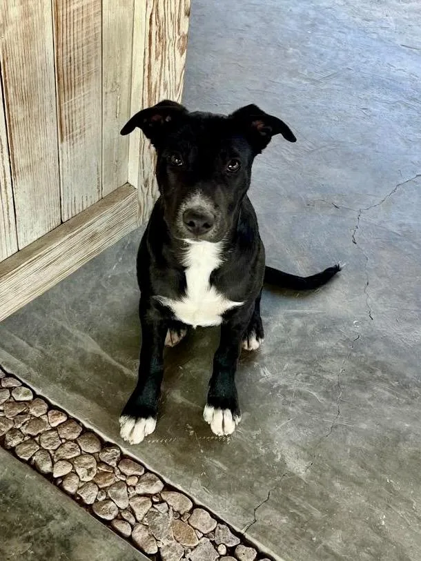 A baby medium-sized male Black Labrador Retriever dog named Champ for adoption in Austin, TX