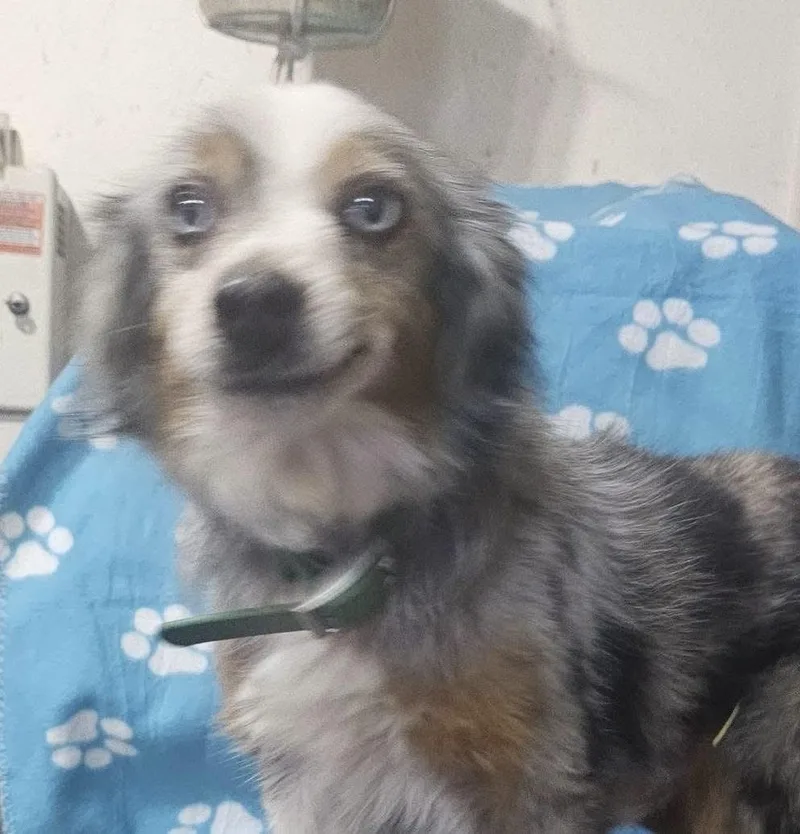 An adult small-sized male Merle (Blue) Australian Shepherd dog named Gunny for adoption in Pocatello, ID
