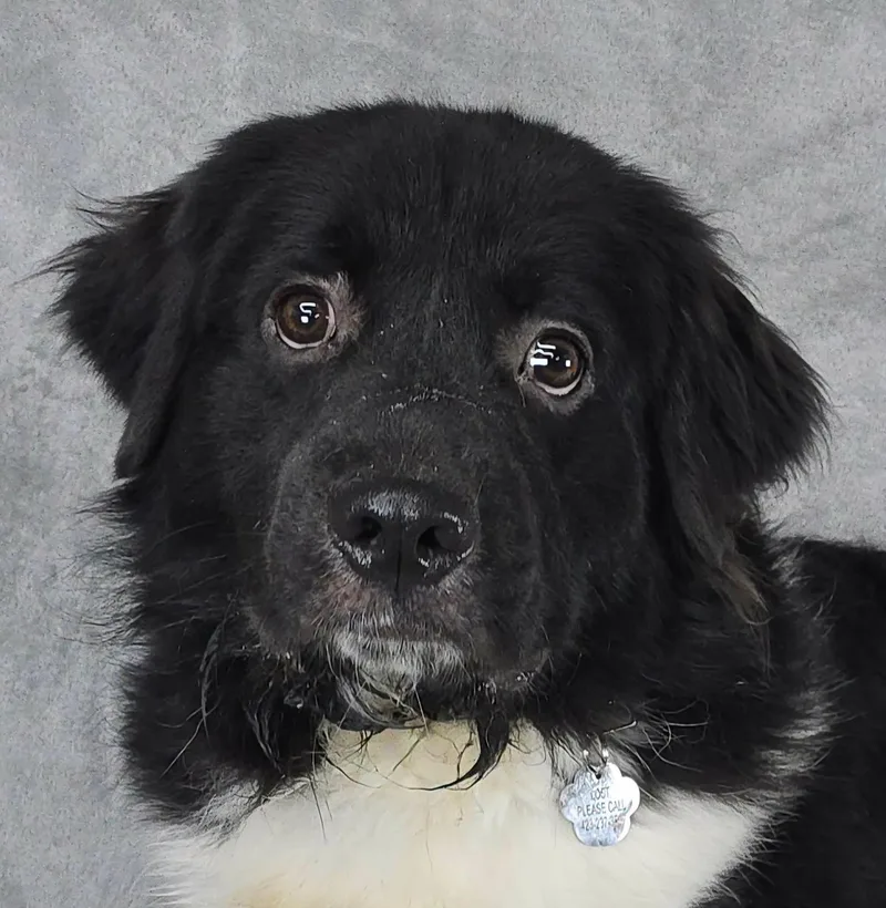 A young medium-sized male Black English Shepherd dog named Cedar for adoption in New York, NY