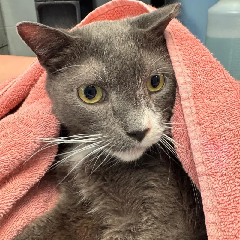 A senior medium-sized male Domestic Short Hair cat named Sneaky for adoption in Birdsboro, PA