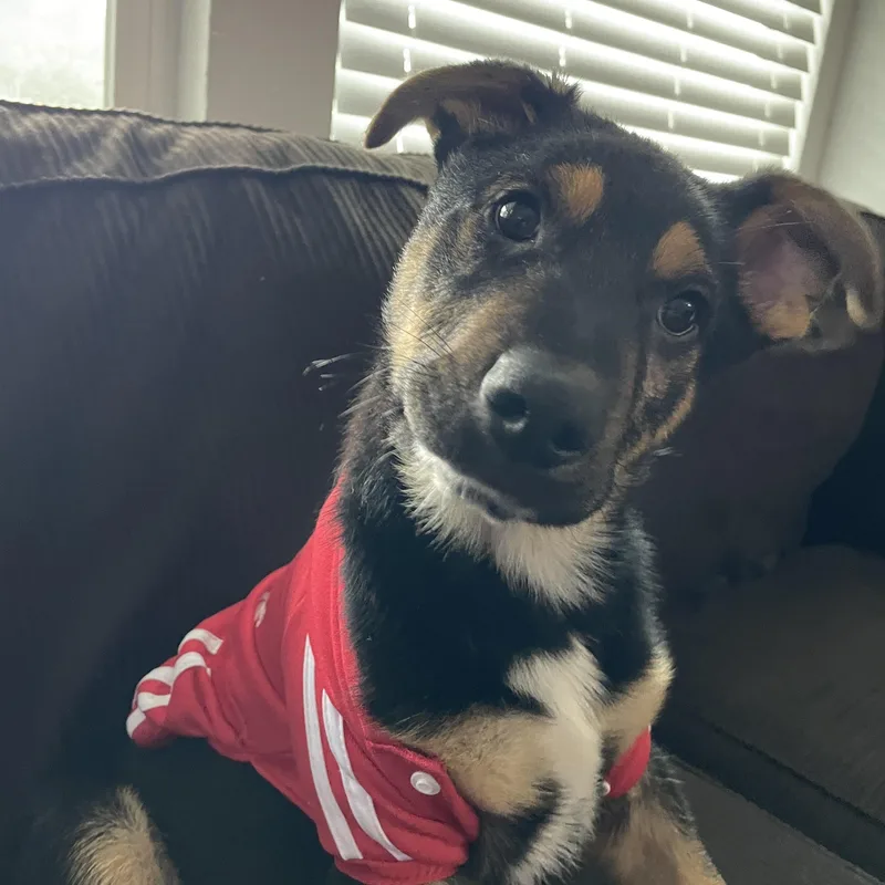 Urgent! Max  Shepherd