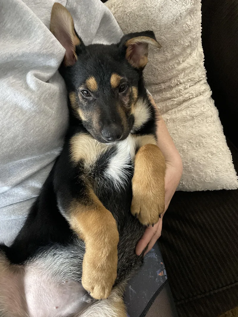 Urgent! Max  Shepherd thumbnail 2