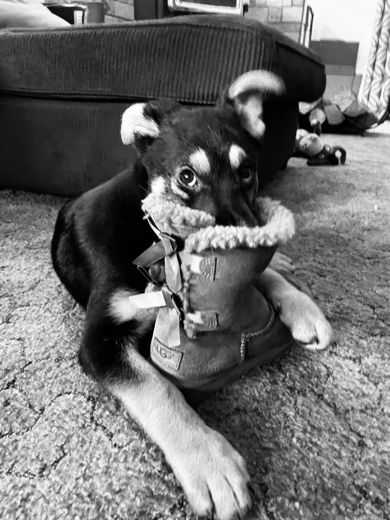 Urgent! Max  Shepherd thumbnail 3