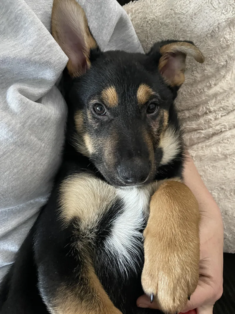 Urgent! Max  Shepherd thumbnail 4