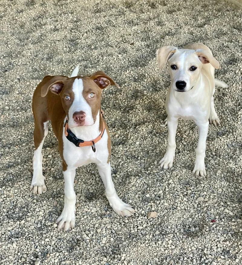 A baby medium-sized male Mixed Breed dog named Puppies Jensen and Jolene for adoption in Lacon, IL