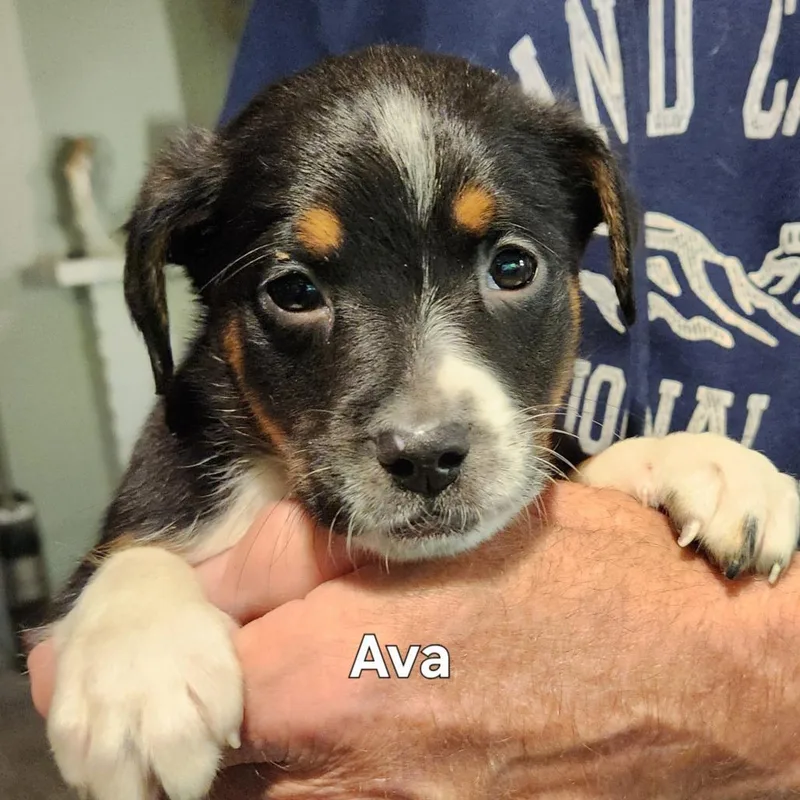 Ava