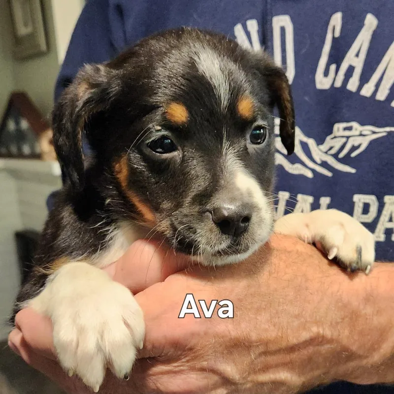 Ava thumbnail 2