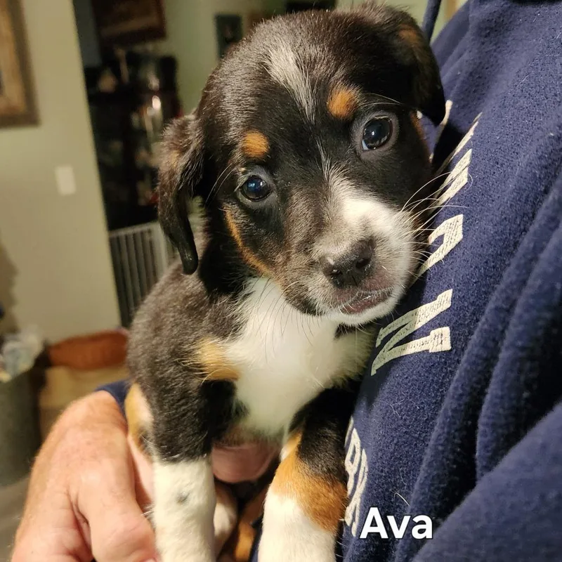 Ava thumbnail 3