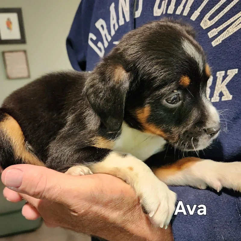 Ava thumbnail 4